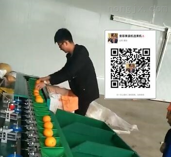 柑橘分拣机