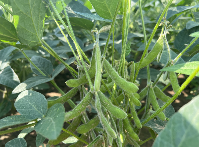 天津市豇豆高效綠色防控技術(shù)示范推廣現(xiàn)場會順利召開