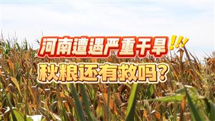 河南遭遇嚴(yán)重旱情，秋糧如何恢復(fù)生機(jī)？