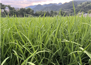 農(nóng)業(yè)農(nóng)村部巡視整改進展：將促進丘陵山地適用農(nóng)機具量產(chǎn)應(yīng)用作為突出重點之一