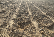 秋冬種期間全國主要農(nóng)區(qū)土壤墑情