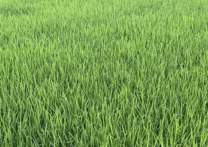 農(nóng)業(yè)農(nóng)村部持續(xù)開展小麥強(qiáng)春管促壯苗技術(shù)指導(dǎo)