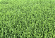 農(nóng)業(yè)農(nóng)村部持續(xù)開(kāi)展小麥強(qiáng)春管促壯苗技術(shù)指導(dǎo)