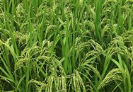 四川省關(guān)于開展2026年農(nóng)業(yè)關(guān)鍵技術(shù)攻關(guān)揭榜掛帥的公告