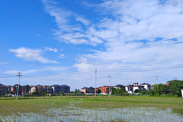 精準施策成效初顯：臨海補齊機插短板 托管服務破解育秧難題