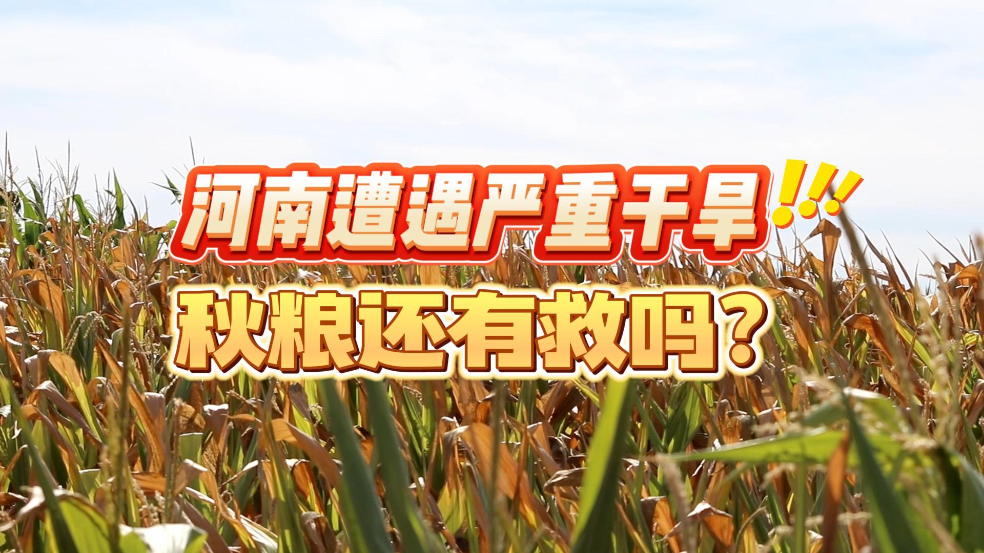 河南遭遇嚴(yán)重旱情，秋糧如何恢復(fù)生機(jī)？